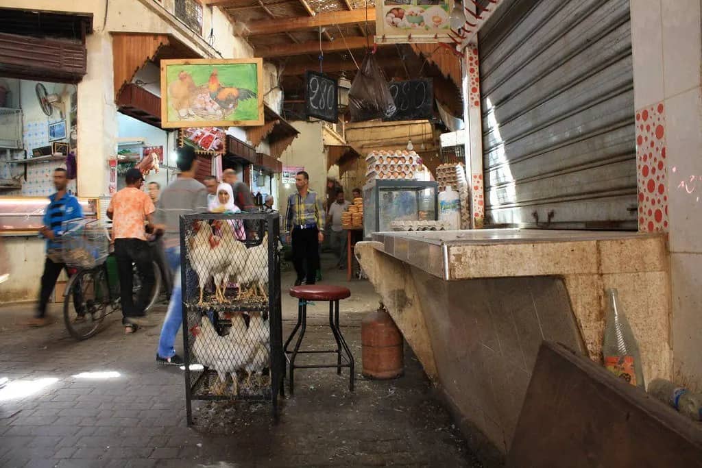 Prix du poulet aujourd'hui au Maroc : un saut à 26 dirhams le kilo