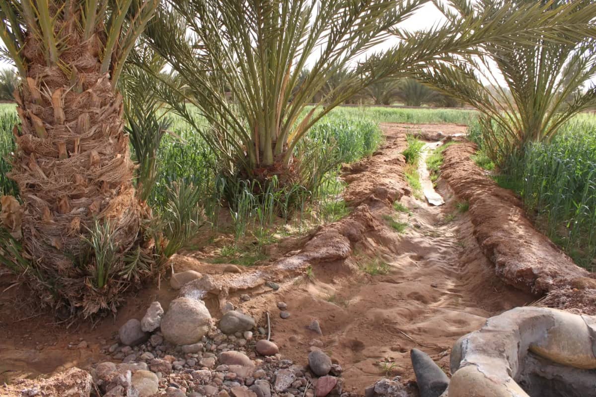 برنامج تحويل الأنظمة الفلاحية بالمغرب بـ807 مليون دولار