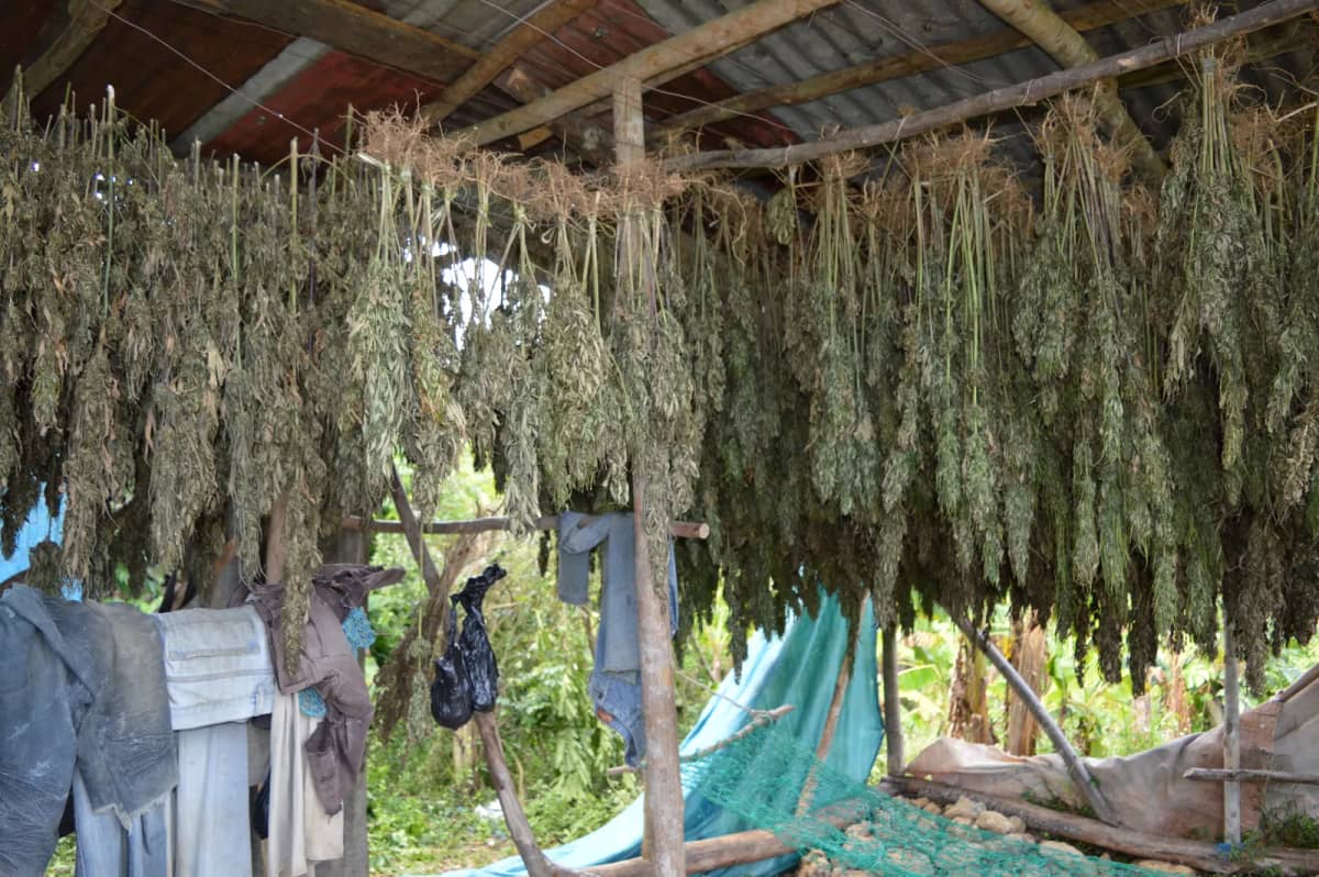 Morocco Cannabis Agency Trains Farmers in 3 Provinces