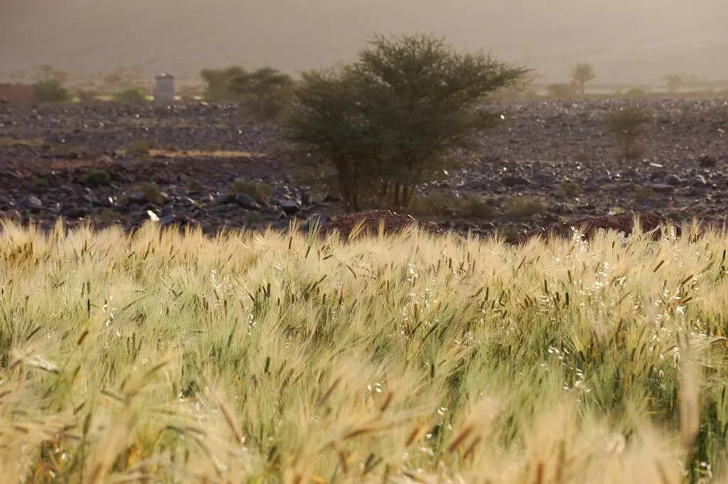 نموذج ذكاء اصطناعي يتوقع 4 أمراض تهدد القمح بالمغرب